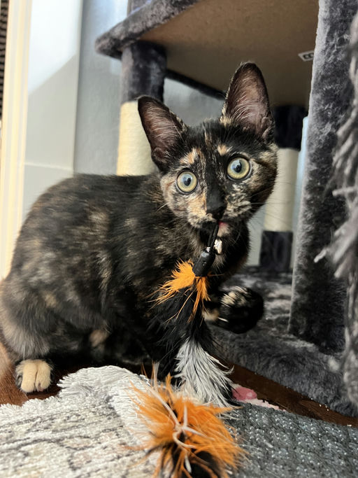 cats - Zuri Image 2