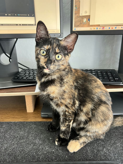 cats - Zuri Image 8