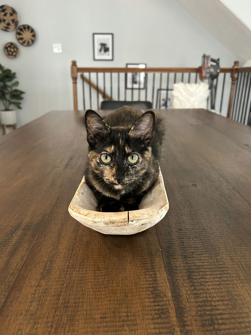 cats - Zuri Image 10