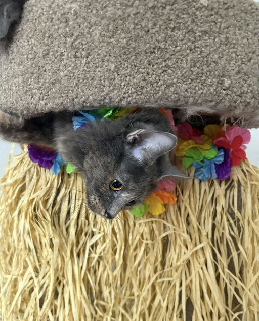 cats - Lavender Image 8