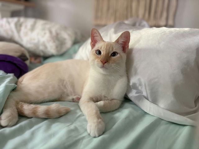 cats - Nilla Image 1