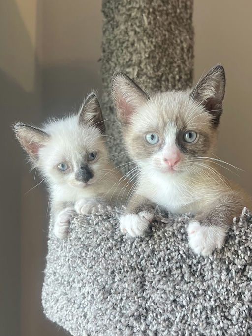 cats - Maui Image 1