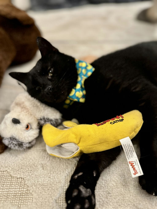 cats - Otis Image 2