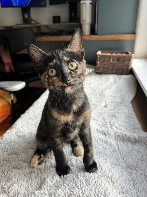 cats - Zuri Image 3