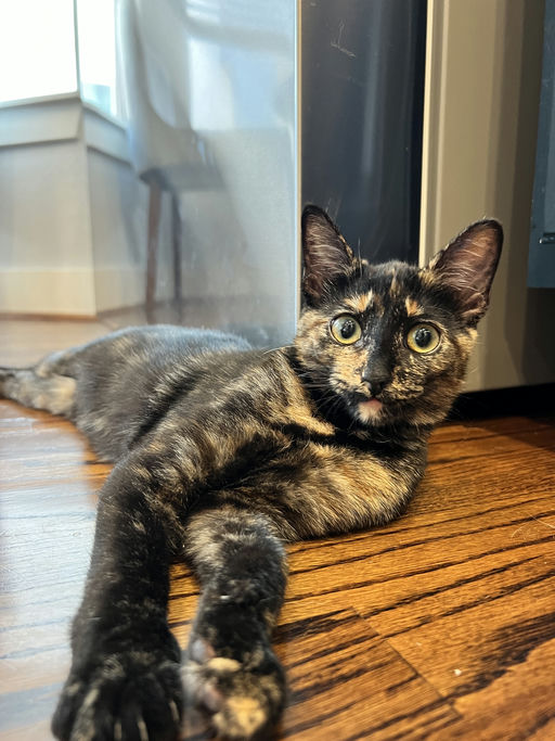 cats - Zuri Image 7