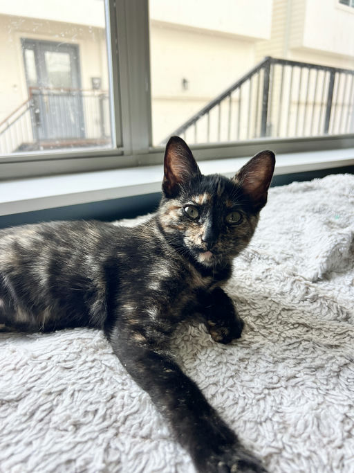 cats - Zuri Image 5