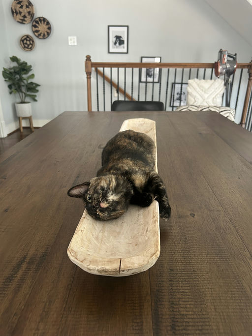 cats - Zuri Image 9