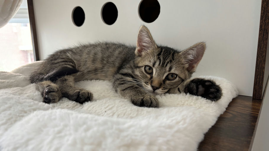 cats - Jaro Image 1