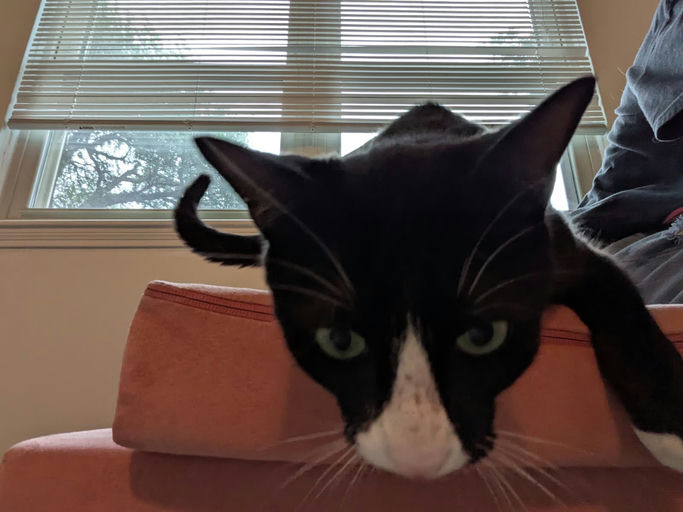 cats - Mr. Kitty Image 5