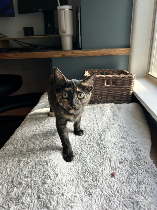 cats - Zuri Image 0