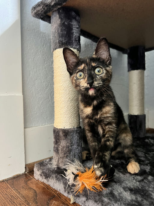 cats - Zuri Image 1