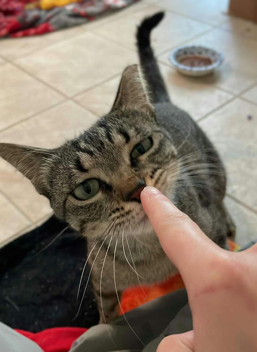 cats - Biscuit Image 3