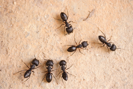 ant treatment in Fells Point Baltimore