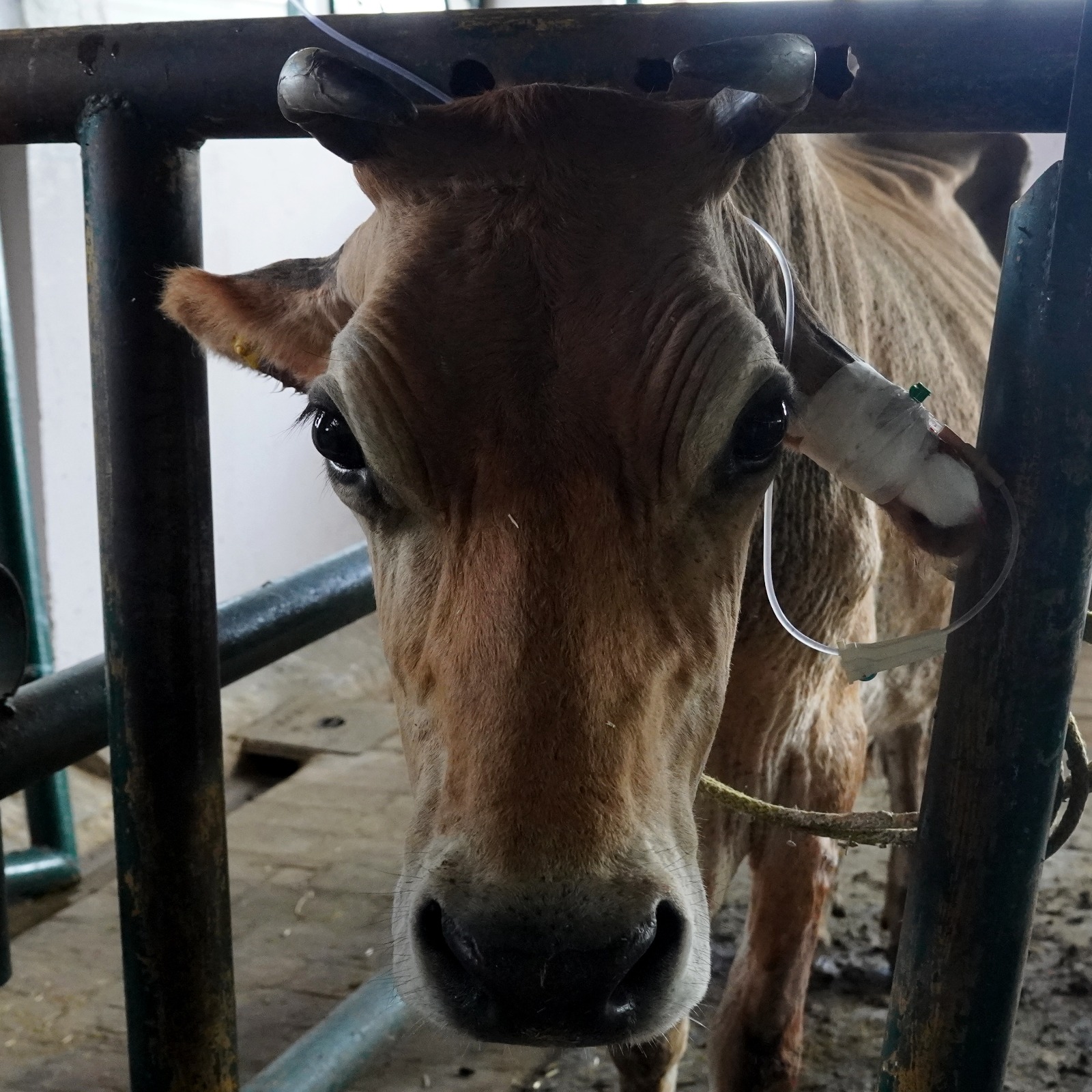 Raksha