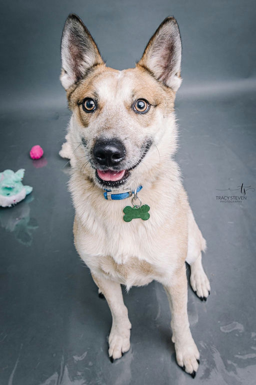 dogs - Koji Image 5