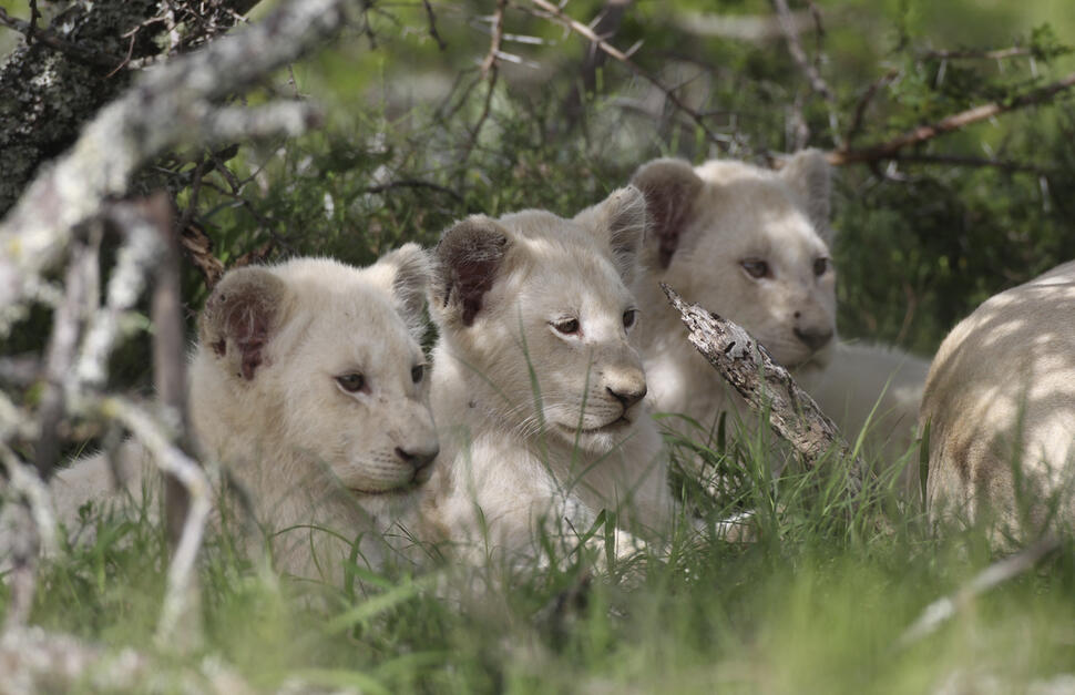 Pumba-Private-Game-Reserve-14.jpg