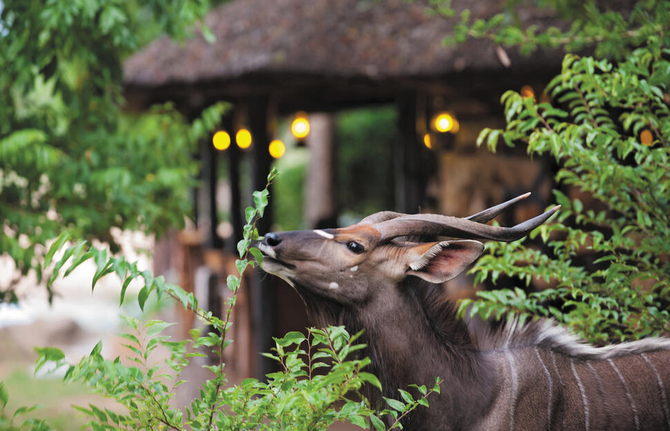 Motswari-Private-Game-Reserve-14.jpg