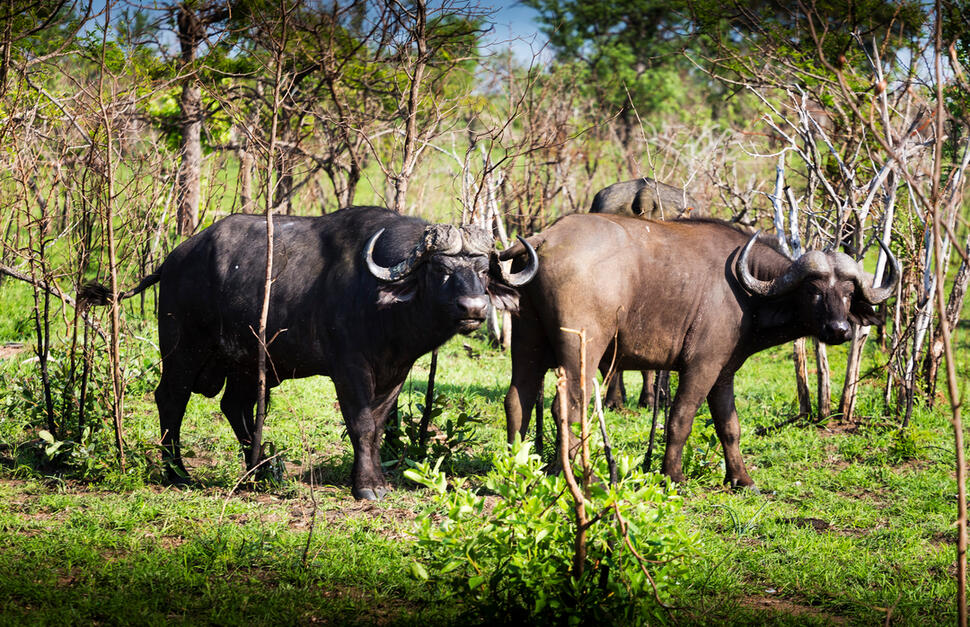 Ulusaba-Safari-Lodge-11.jpg