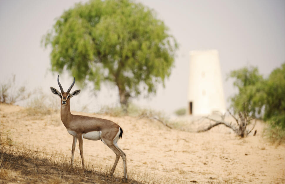 The-Ritz-Carlton-Ras-Al-Khaimah-Al-Wadi-Desert-31.jpg