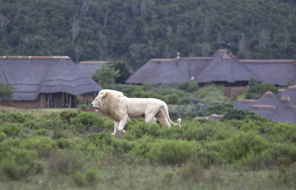 Pumba-Private-Game-Reserve-5.jpg