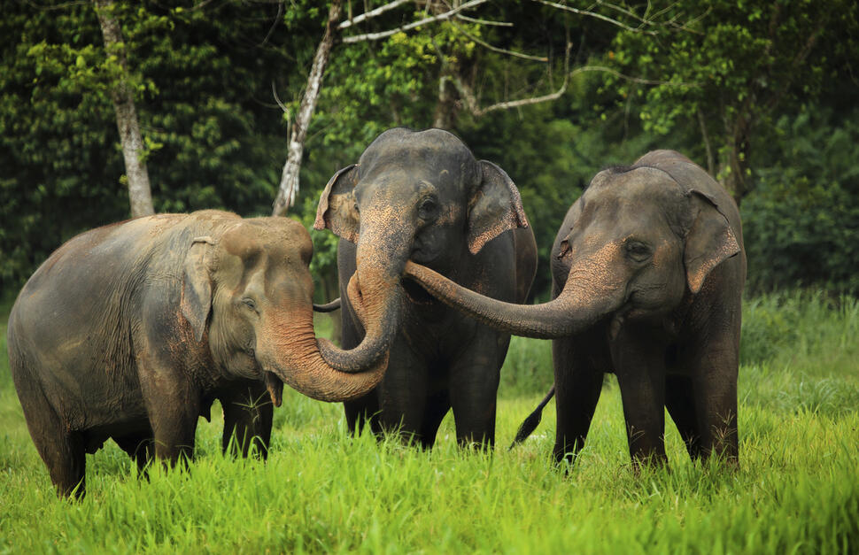 Elephant-Hills-6.jpg