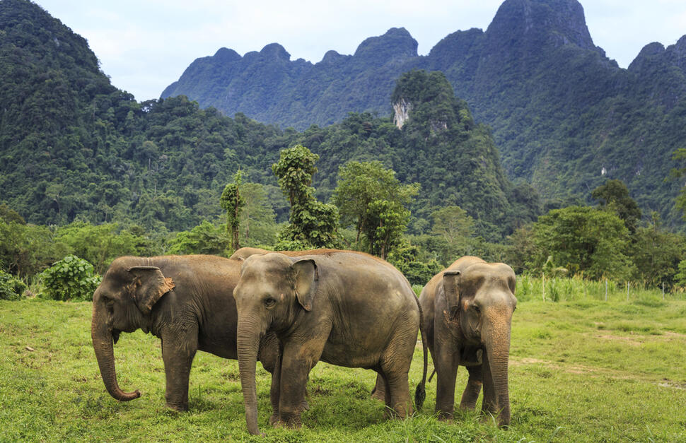 Elephant-Hills-5.jpg