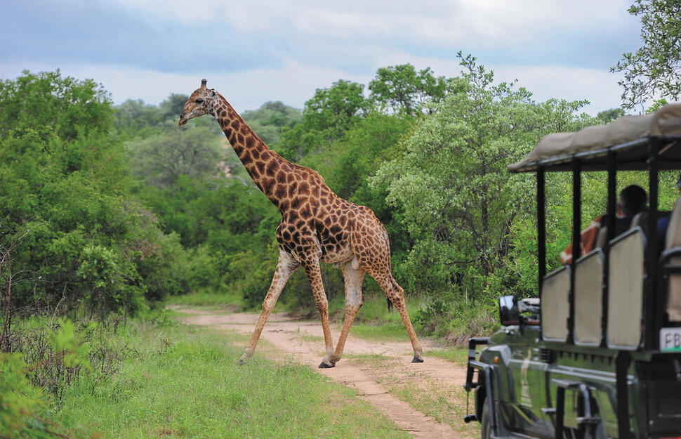 Jock-Safari-Lodge-7.jpg
