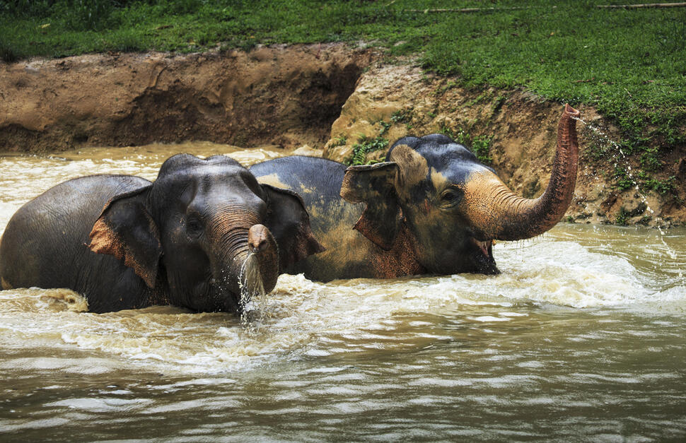 Elephant-Hills-15.jpg