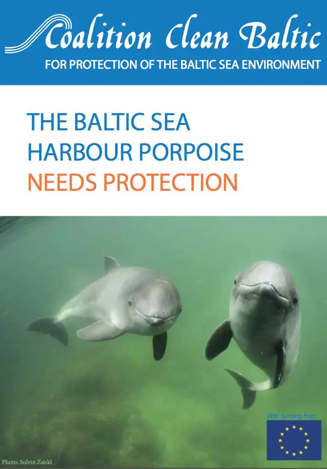 Baltic Harbour Porpoise