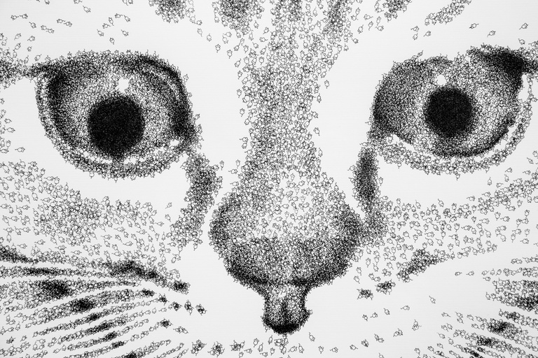 Cat & Mouse