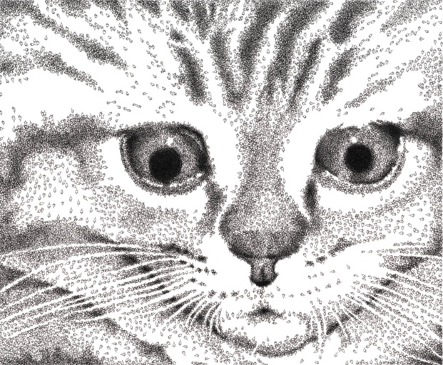 Cat & Mouse