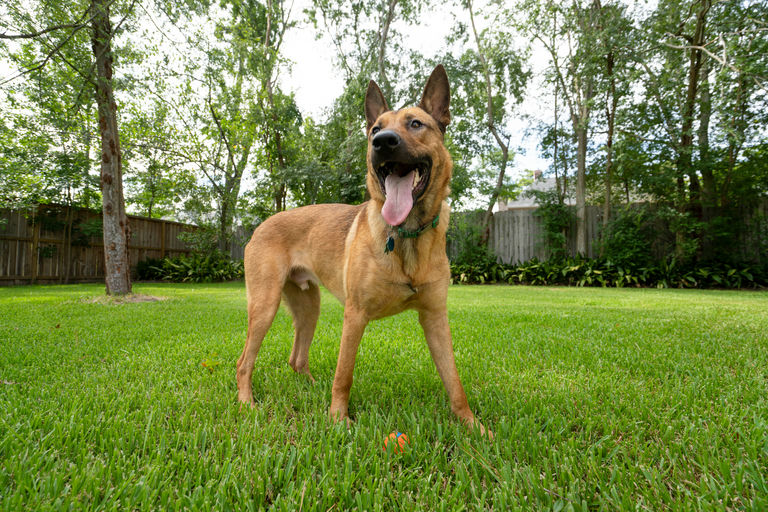 dogs - Duke Image 10