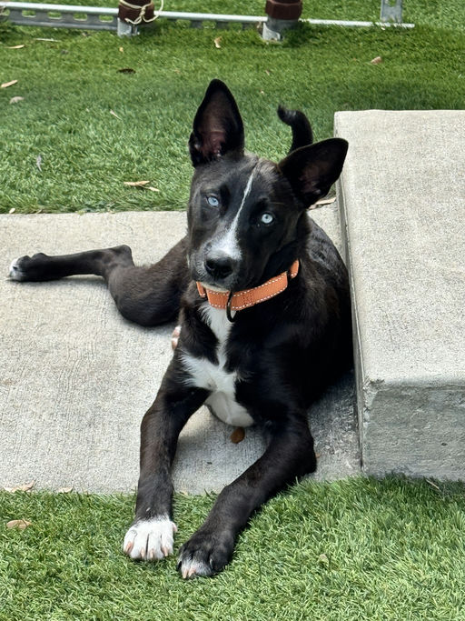 dogs - Roxy Image 5