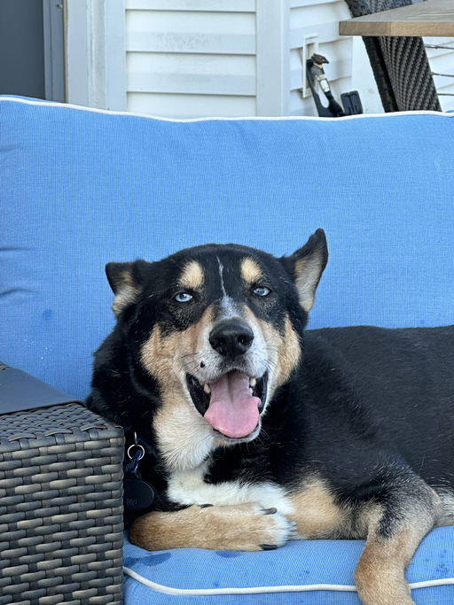 dogs - Uni Image 5
