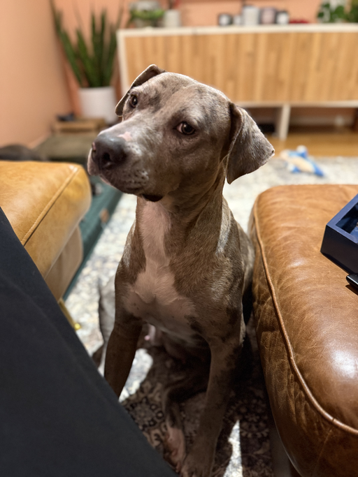 dogs - Morchella Image 2