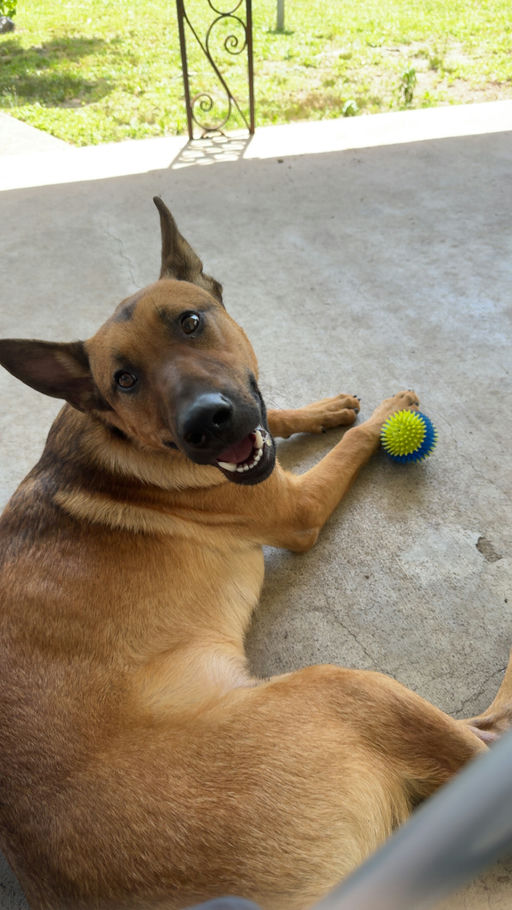 dogs - Duke Image 3