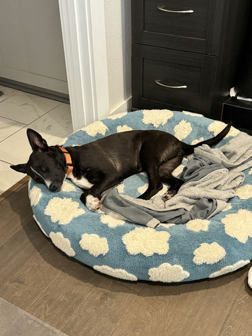 dogs - Roxy Image 3