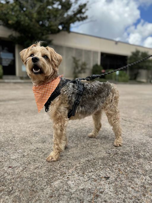 dogs - Osita Image 12
