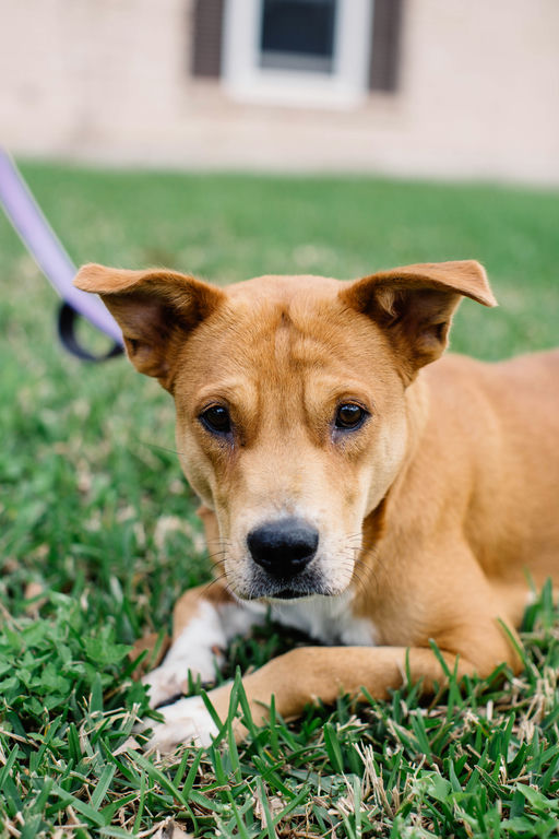 dogs - Princess Image 6