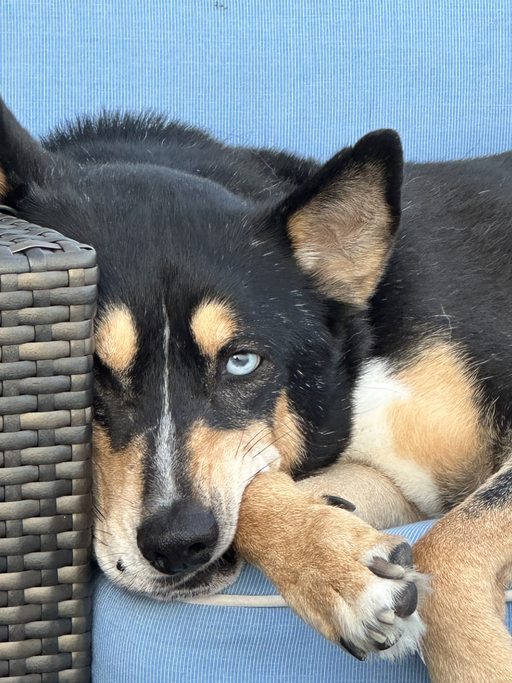 dogs - Uni Image 7