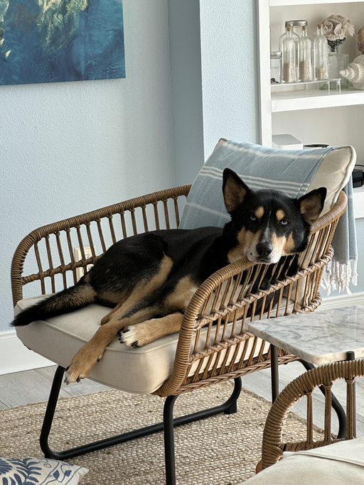 dogs - Uni Image 6