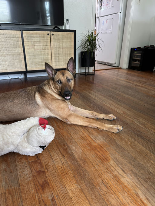 dogs - Duke Image 1