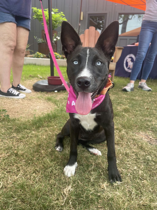 dogs - Roxy Image 9
