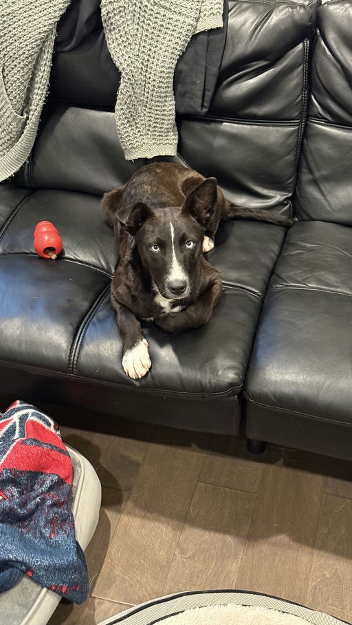 dogs - Roxy Image 1