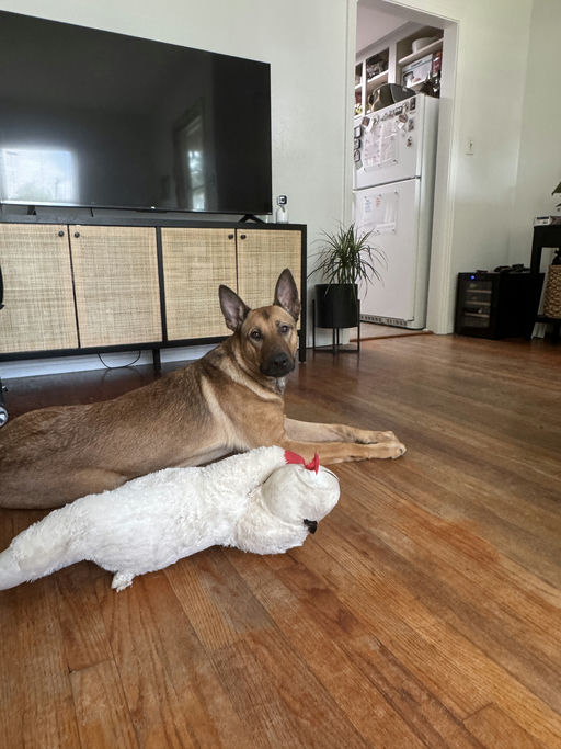 dogs - Duke Image 2