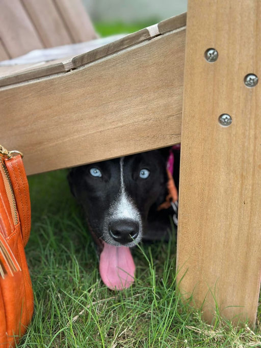 dogs - Roxy Image 8