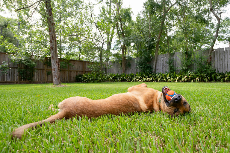 dogs - Duke Image 7