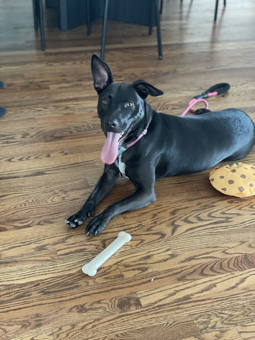 dogs - Sunny Image 5