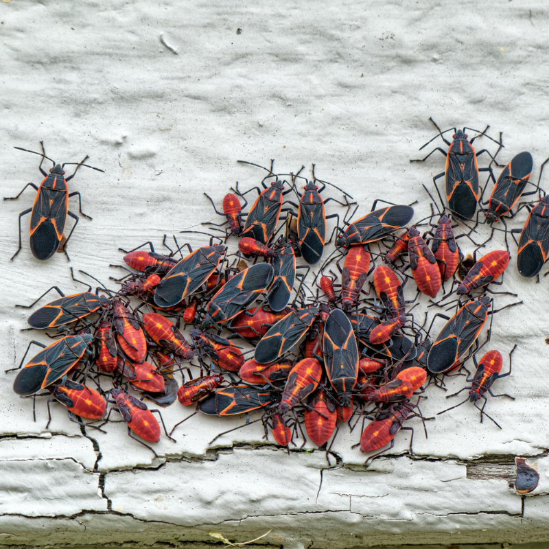 huge box elder infestation in a home