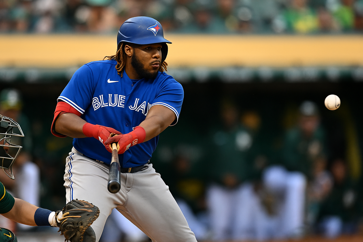 blue jays